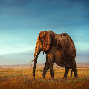 Animal